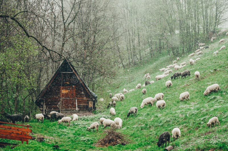 Sheep herd at mountain farm in the snow covered meadows. The hut of the shepherd in a background