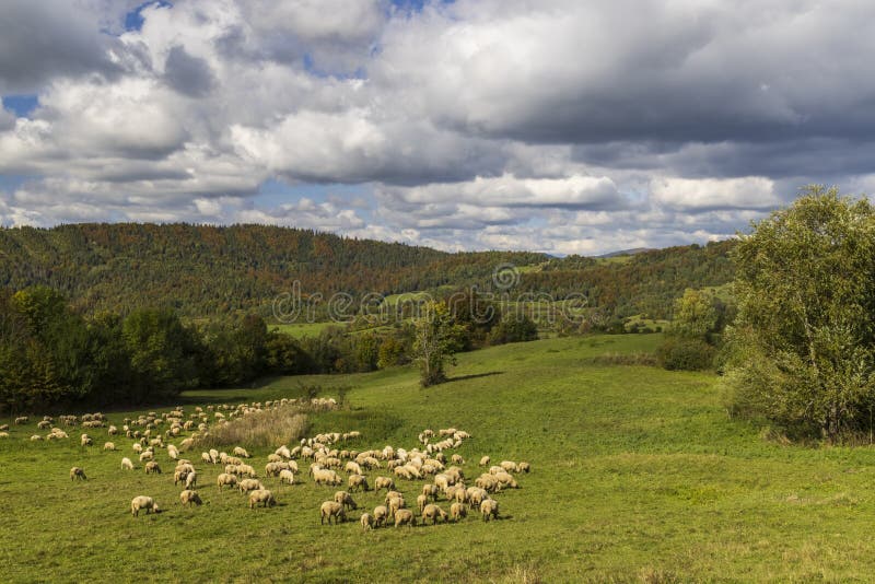 Stádo ovcí u Terchové, Malá Fatra, Slovensko