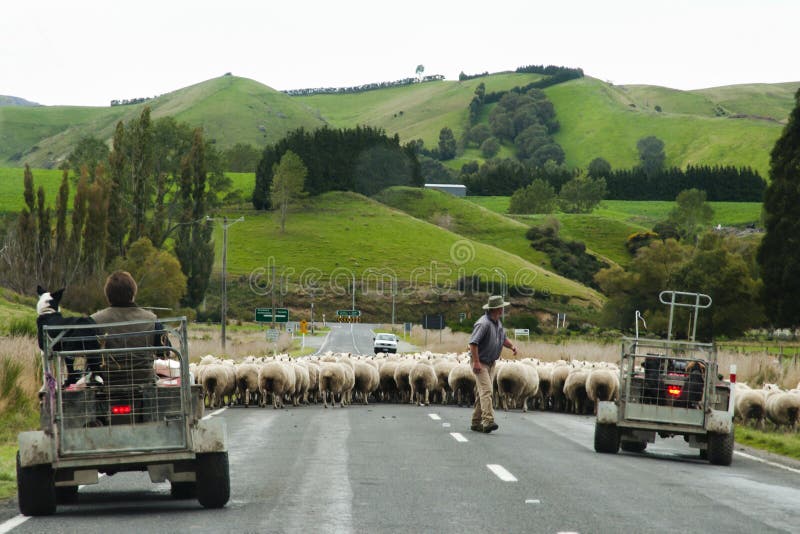 sheep-herding-new-zealand-90187879.jpg