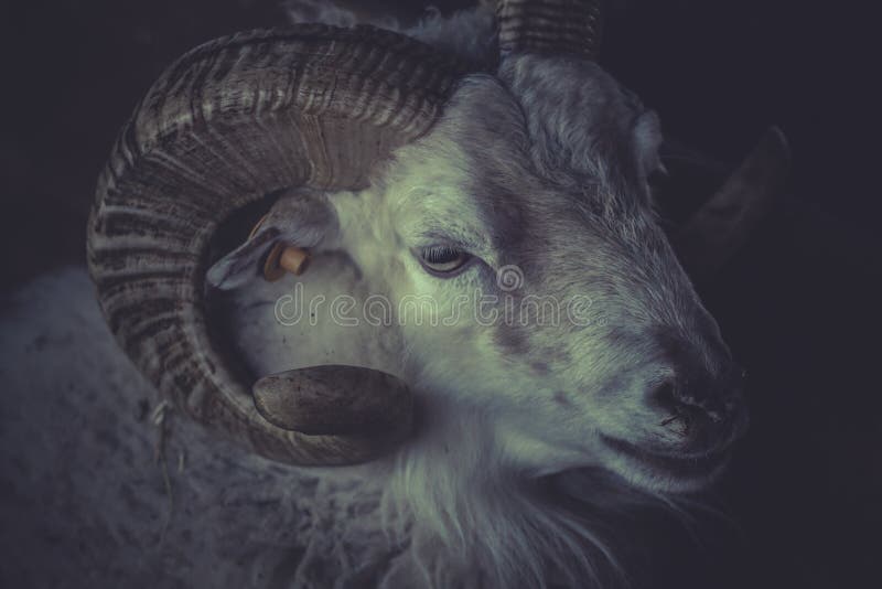 A sheep with horns