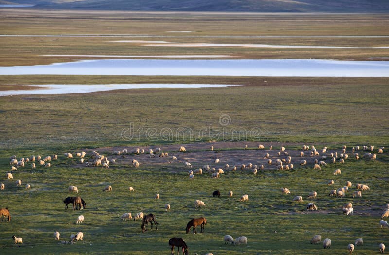 Sheep and horses