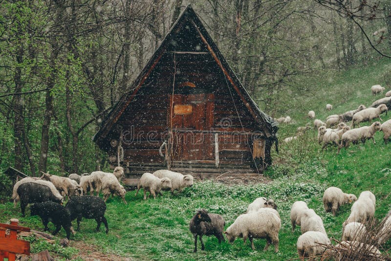 Sheep hut in Tatra mountains valley in cloudy snowy day