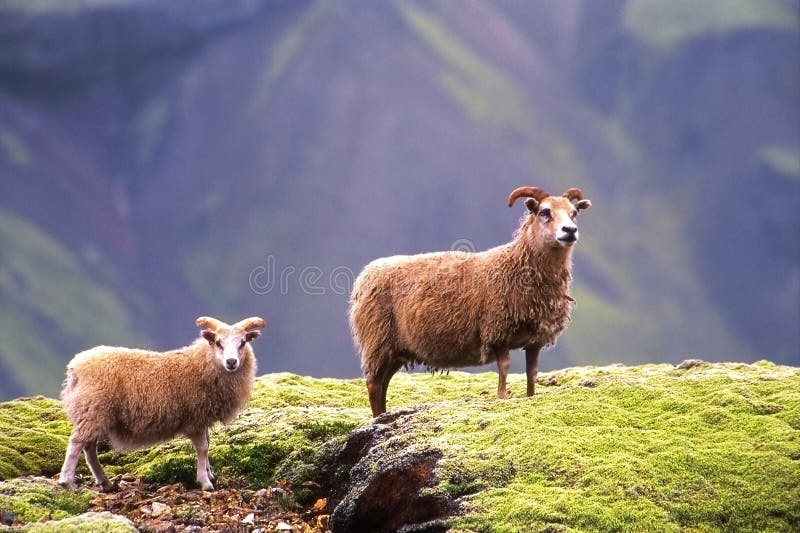 Pecore per una passeggiata in Islanda.