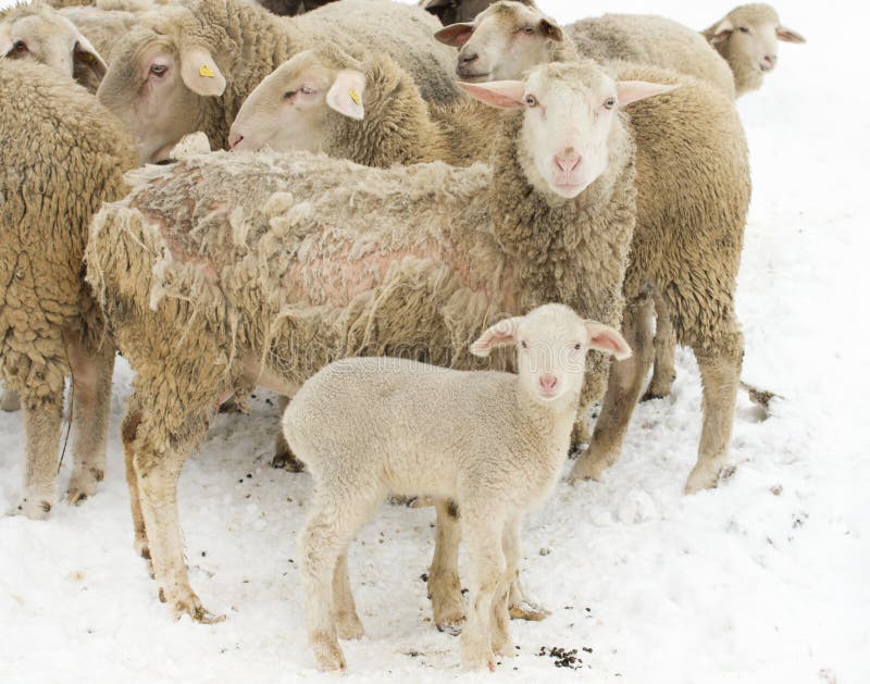 Sheep with skin illness standing with herd and lamb on snow. Sheep with skin illness standing with herd and lamb on snow