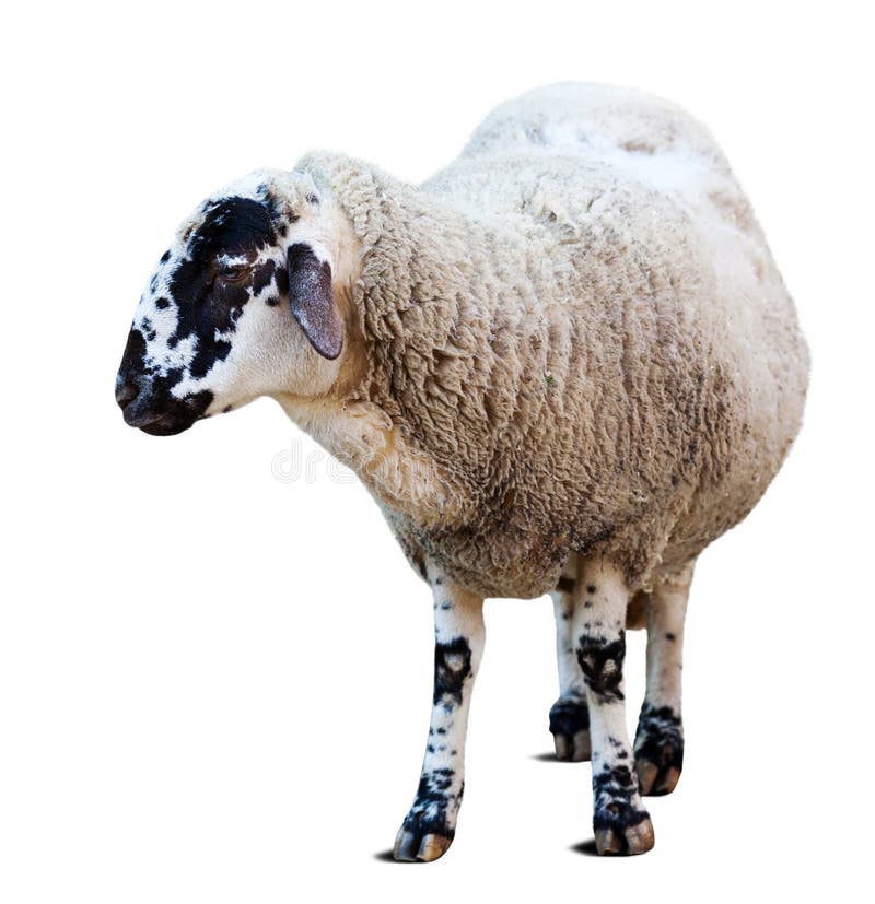 Sheep. Isolated over white