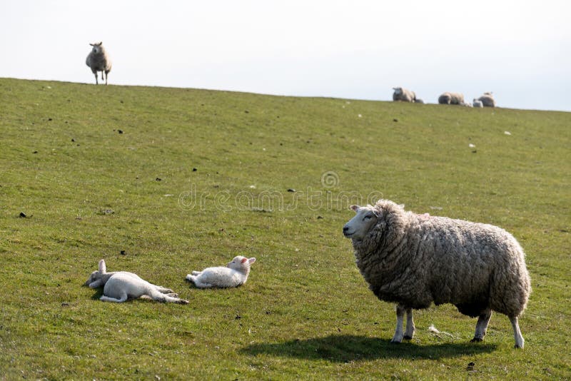 Sheep and lamb on the dike of Westerhever stock photo