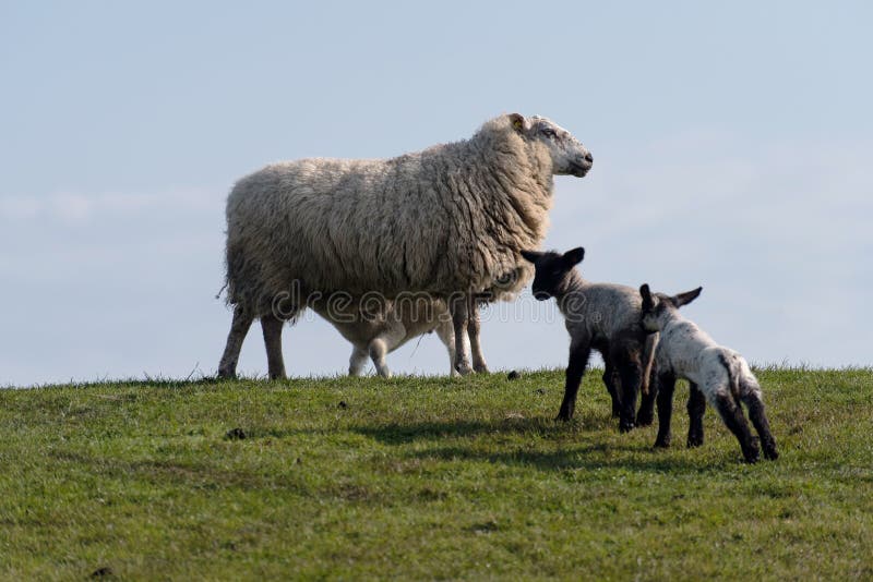 Sheep and lamb on the dike of Westerhever royalty free stock images