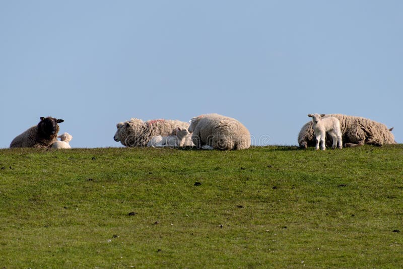 Sheep and lamb on the dike of Westerhever royalty free stock images