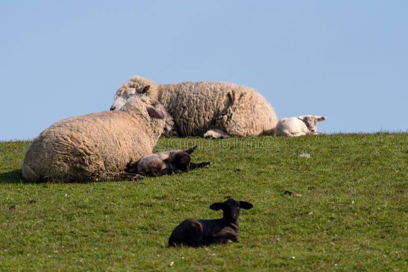 Sheep and lamb on the dike of Westerhever royalty free stock image