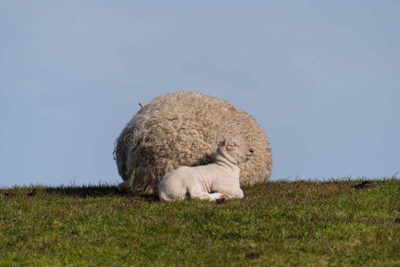 Sheep and lamb on the dike of Westerhever royalty free stock photo