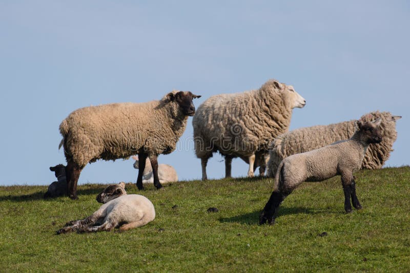 Sheep and lamb on the dike of Westerhever stock image