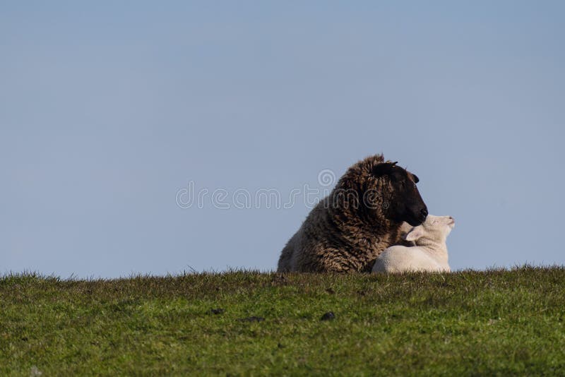 Sheep and lamb on the dike of Westerhever stock photography