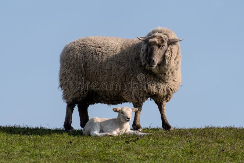 Sheep and lamb on the dike of Westerhever royalty free stock photos