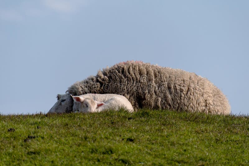 Sheep and lamb on the dike of Westerhever stock image