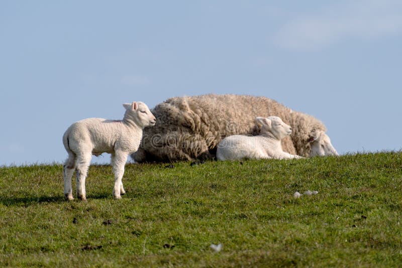 Sheep and lamb on the dike of Westerhever royalty free stock photos