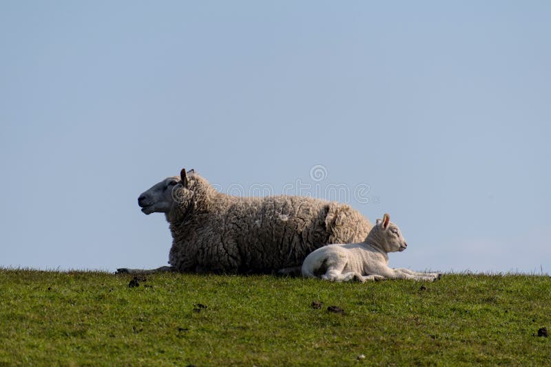 Sheep and lamb on the dike of Westerhever royalty free stock photography