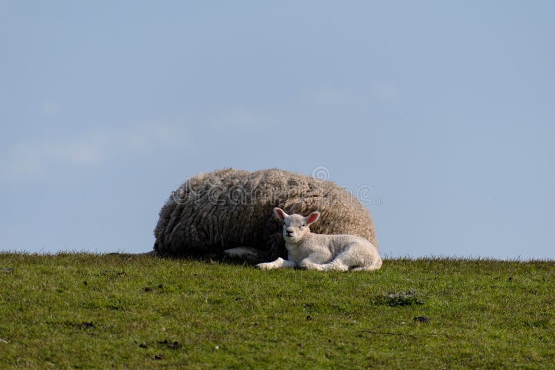 Sheep and lamb on the dike of Westerhever royalty free stock images