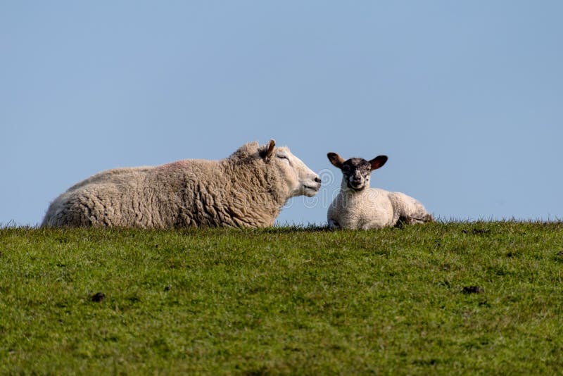 Sheep and lamb on the dike of Westerhever royalty free stock image