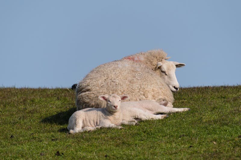 Sheep and lamb on the dike of Westerhever stock image