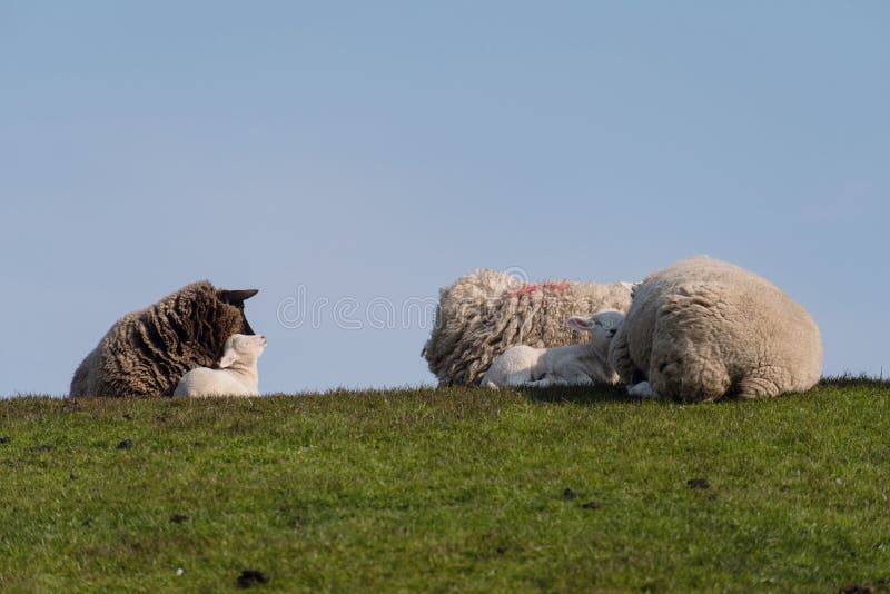 Sheep and lamb on the dike of Westerhever stock image