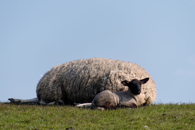 Sheep and lamb on the dike of Westerhever royalty free stock photos