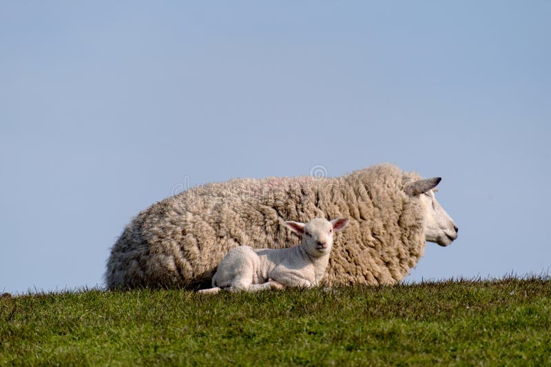 Sheep and lamb on the dike of Westerhever stock images