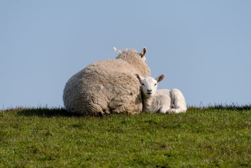Sheep and lamb on the dike of Westerhever stock images