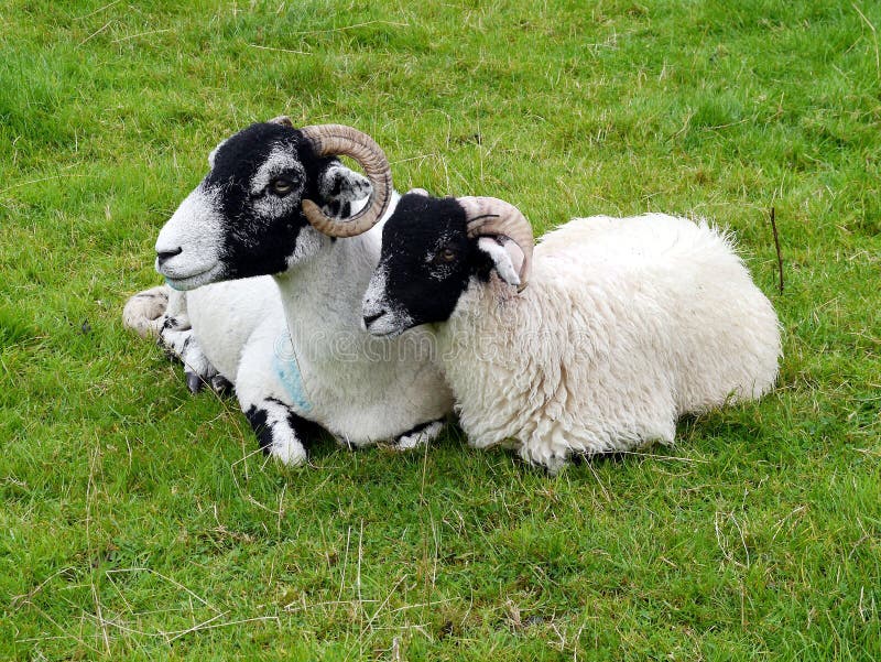 Sheep and lamb with horns stock photo. Image of love 49667514