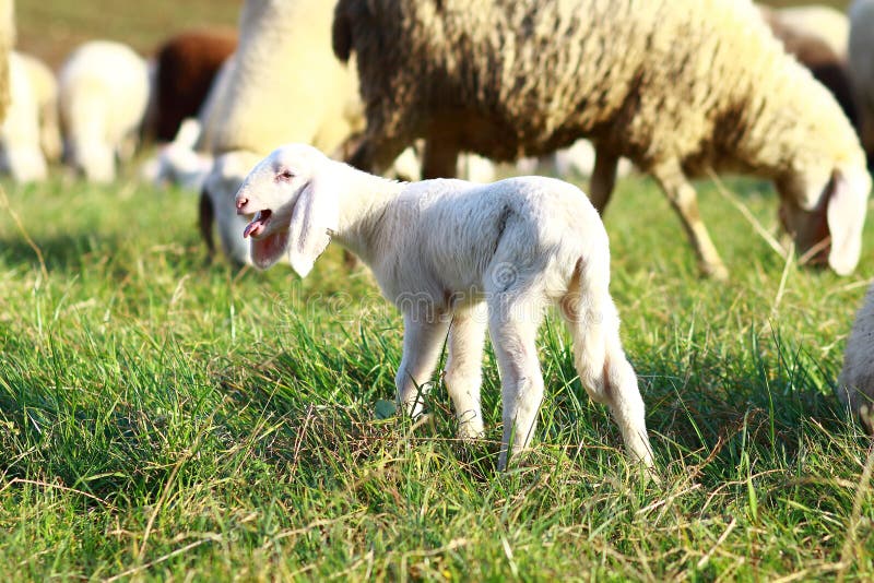 Mother Ewe Bleating with New Born Lamb Looking Stock Image Image of