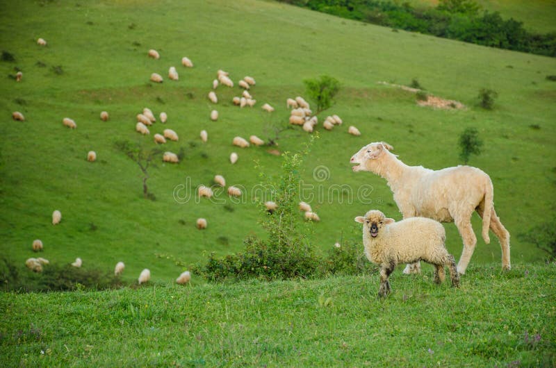 Lamb Easter Romania Stock Photos Free & RoyaltyFree Stock Photos