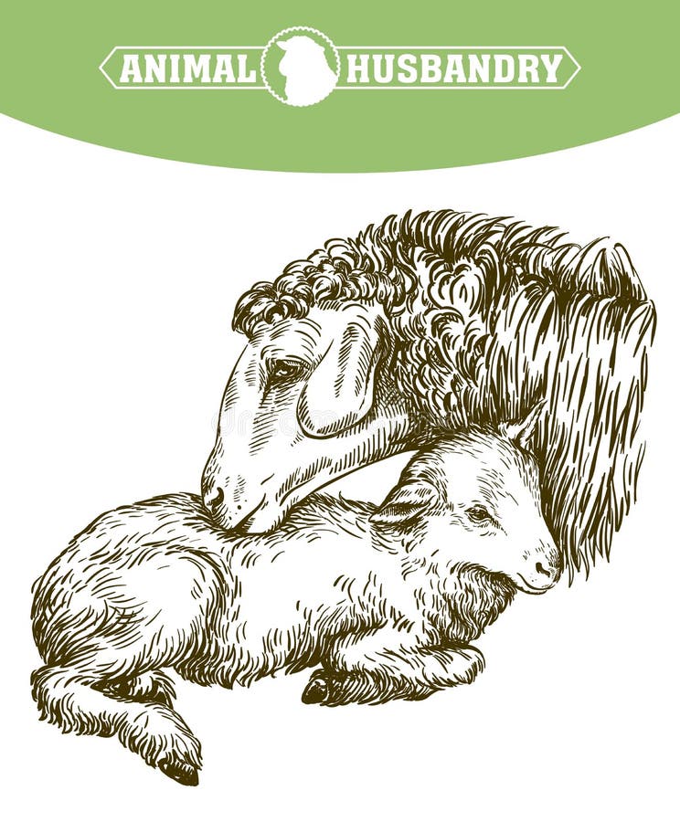Lamb. Sketch Drawn by Hand. Animal Husbandry Stock Vector