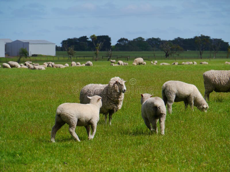 Sheep with lambs in a meadow