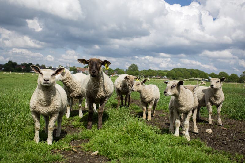 Sheep with lambs royalty free stock photos