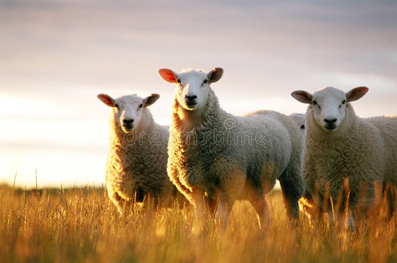 Sheep looking