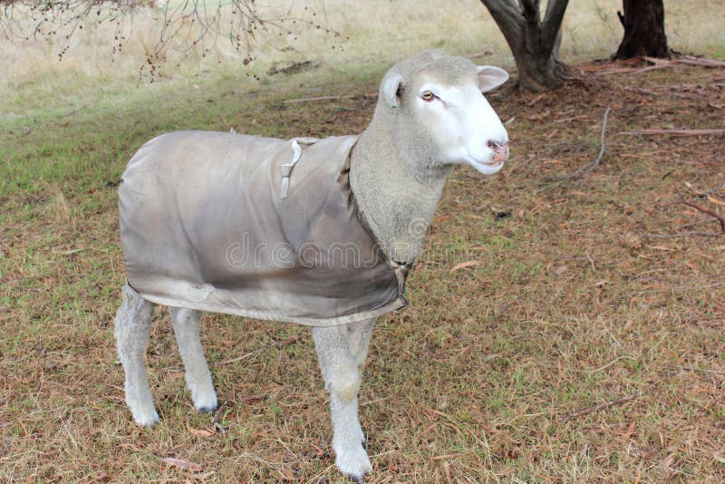 Australian Sheep looking