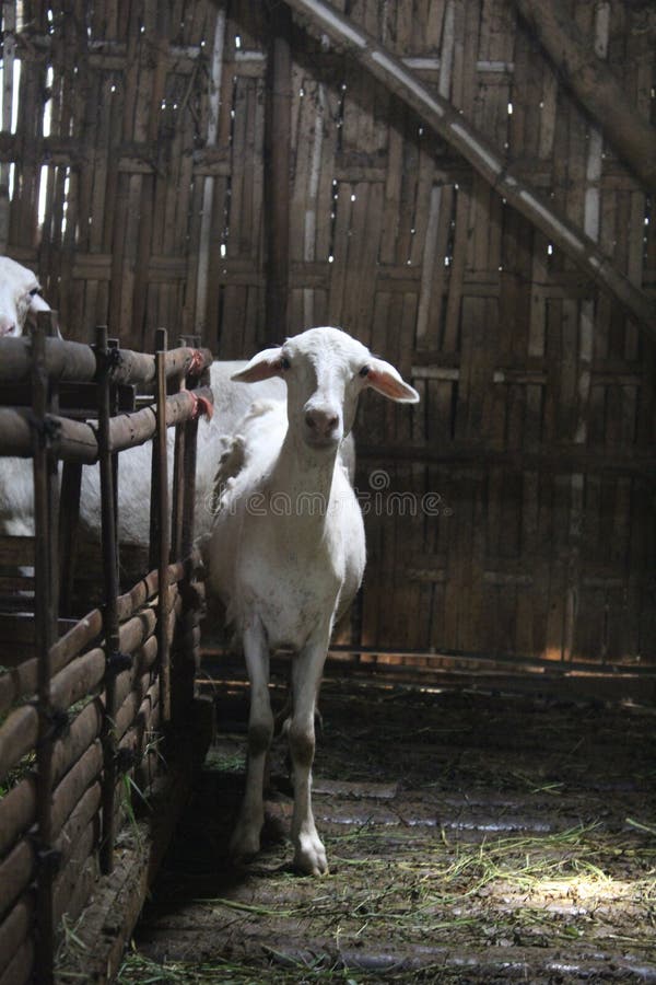 Sheep Skinny Stock Photos Free & RoyaltyFree Stock Photos from Dreamstime