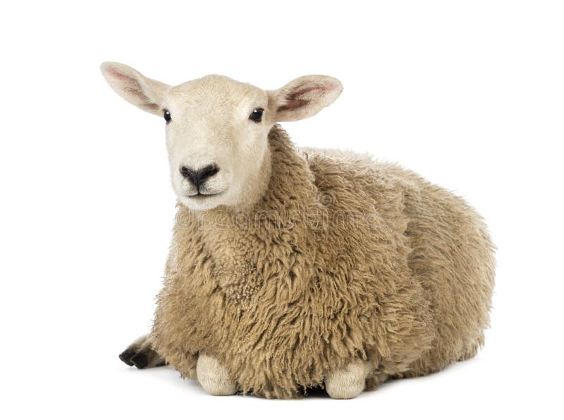 Sheep lying against white background