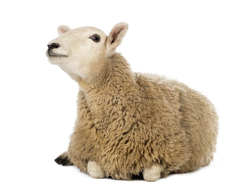 Sheep lying and looking up against white background