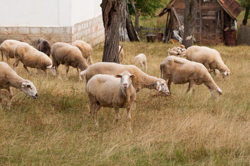 The sheep on the meadow eat grass stock images The sheep on the meadow eat grass stock images