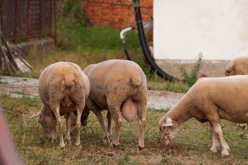 The sheep on the meadow eat grass stock images The sheep on the meadow eat grass stock images