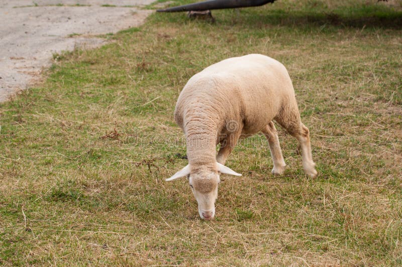 The sheep on the meadow eat grass stock photos The sheep on the meadow eat grass stock photos