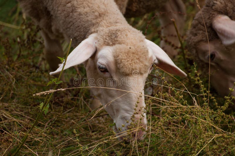 The sheep on the meadow eat grass stock photo The sheep on the meadow eat grass stock photo