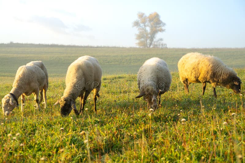 Sheep on the meadow eating grass in the herd during colorful sunrise or sunset.