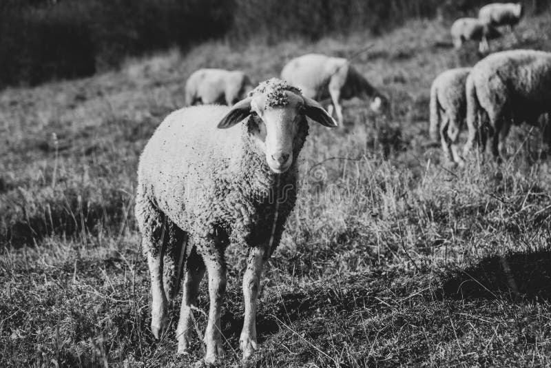 Ovce na louce jíst trávu ve stádě během barevného východu nebo západu slunce.