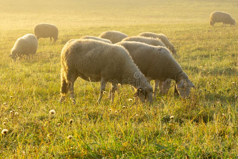 Sheep on the meadow eating grass in the herd during colorful sunrise or sunset.