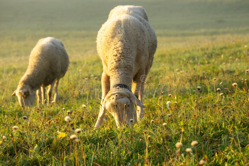 Sheep on the meadow eating grass in the herd during colorful sunrise or sunset.