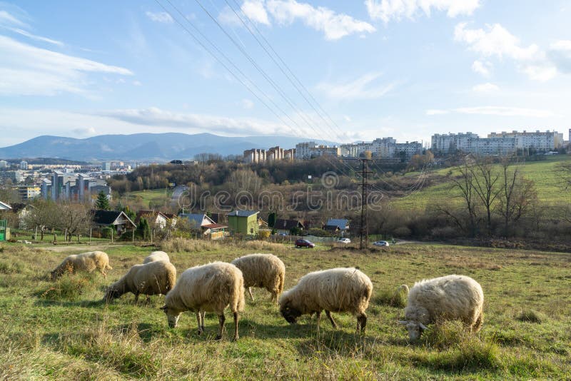 Ovce na lúke žerú trávu v stáde počas farebného východu alebo západu slnka.