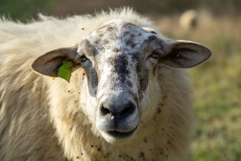 Ovce na lúke žerú trávu v stáde počas farebného východu alebo západu slnka.