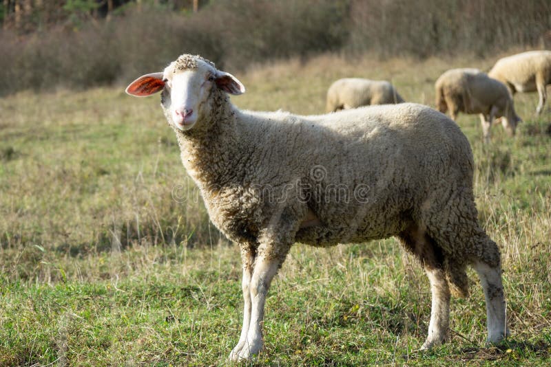 Sheep on the meadow eating grass in the herd during colorful sunrise or sunset.