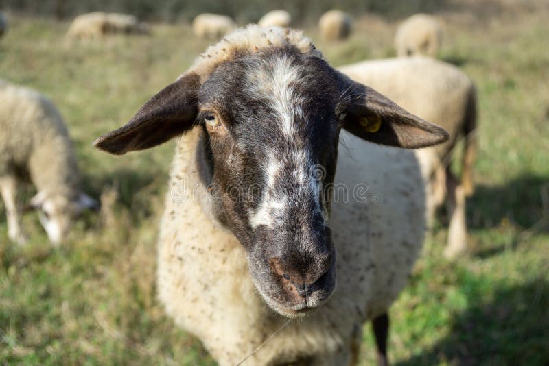 Ovce na lúke žerú trávu v stáde počas farebného východu alebo západu slnka.